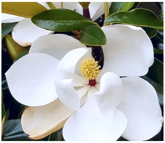 Magnolia