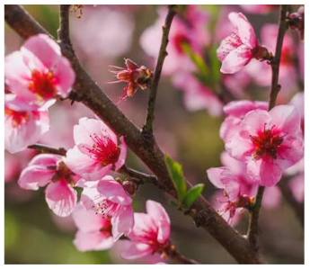 Parfum fleur de pecher